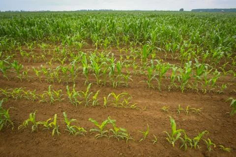 Field of corn Stock Photos