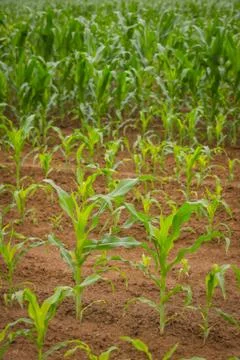 Field of corn Stock Photos