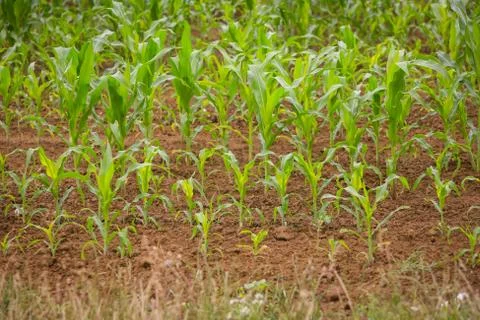 Field of corn Foto stock
