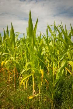 Field of corn Stock Photos