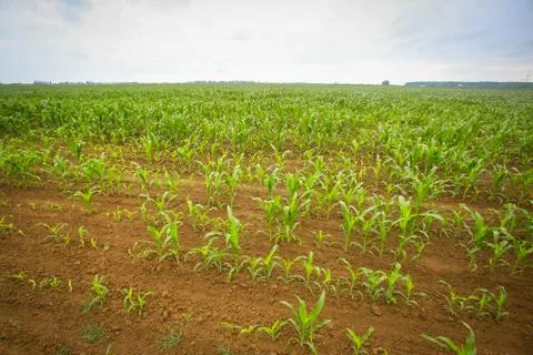 Field of corn Stock Photos
