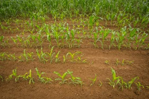 Field of corn Stock Photos