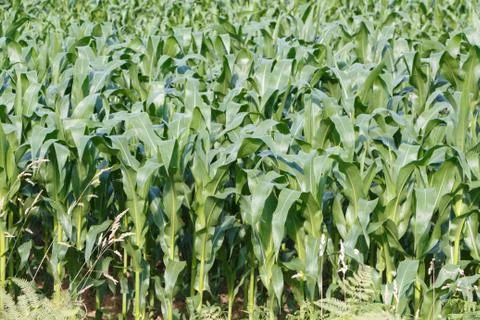 Field of corn Stock Photos