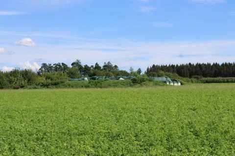 Field of corn. Stock Photos