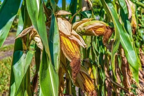 Field of corn Stock Photos