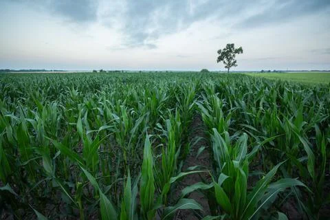 Field of corn Stock Photos