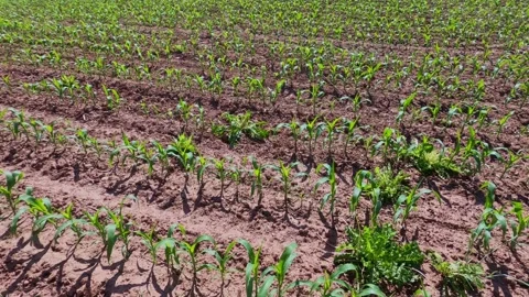 Field of corn plants in rows sprouting in red soil, pan right. Stock Footage 221721615