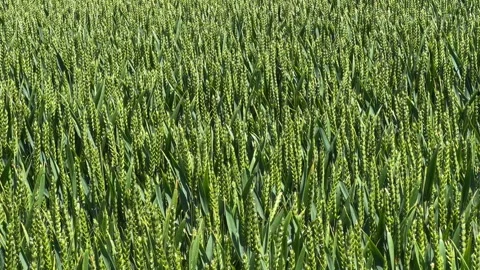 Field of corn ripening in the sun Stock Footage 243309563