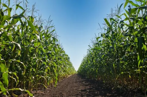 Field corn rows, close up and blue sky Stock Photos