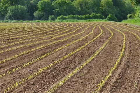 Field of corn seedlings Stock Photos