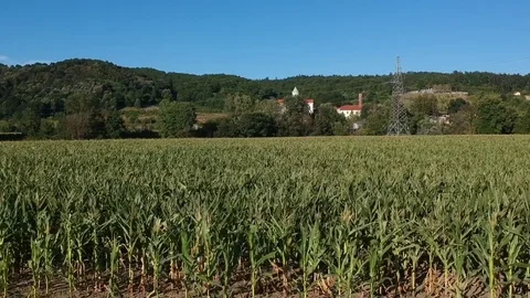 Field of corn shot with drone from left to right on a sunny day Stock Footage 78530290