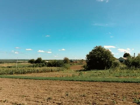 Field of corn is shown with a blue sky in the background Foto stock