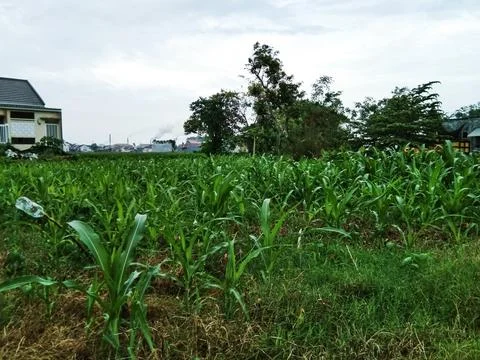A field of corn is shown with a building in the background. Stock Photos
