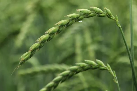 Field of corn, spelt, dinkel Stock Photos