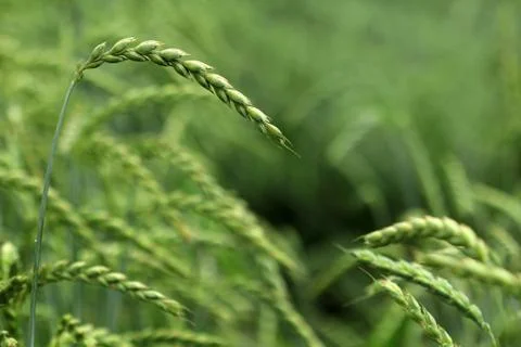 Field of corn, spelt, dinkel Stock Photos