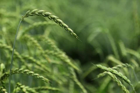 Field of corn, spelt, dinkel Stock Photos