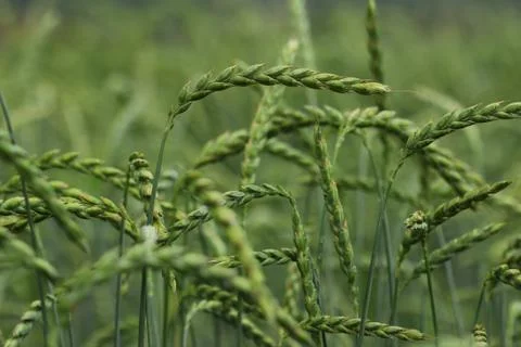 Field of corn, spelt, dinkel Stock Photos
