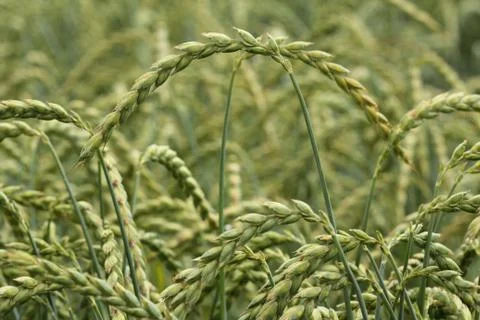Field of corn, spelt, dinkel Stock Photos