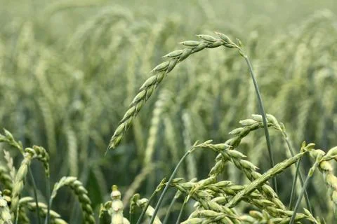 Field of corn, spelt, dinkel Foto stock