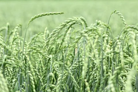 Field of corn, spelt, dinkel Foto stock