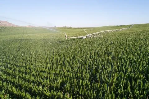 A field of corn with a sprinkler system in the middle Stock-Fotos