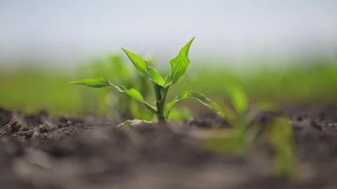 Field of corn sprouts, green rows swaying gently in slow motion. Stock Footage 315709972