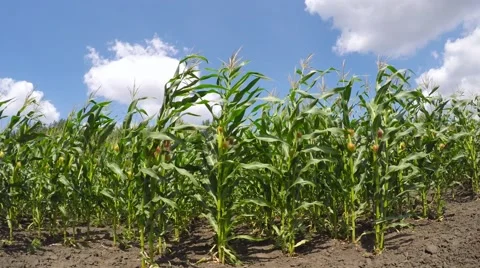 A field of corn stirs the wind. 库存影片 52461683