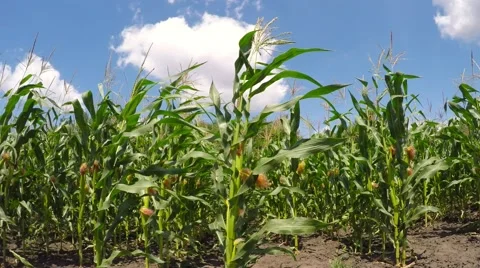 A field of corn stirs the wind. Stock-Footage 52461734