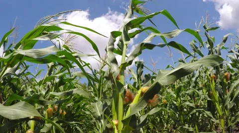A field of corn stirs the wind. Video stock 52461744