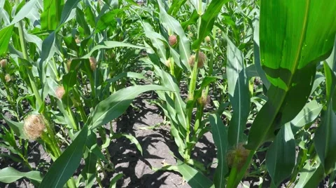A field of corn stirs the wind. Stock-Footage 52461773