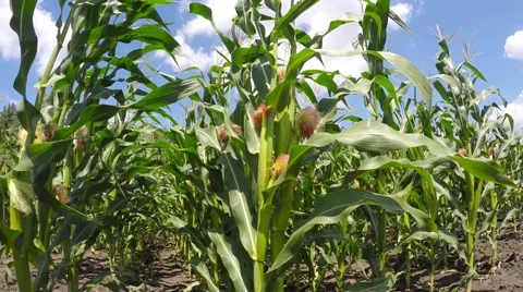 A field of corn stirs the wind. 库存影片 52461808