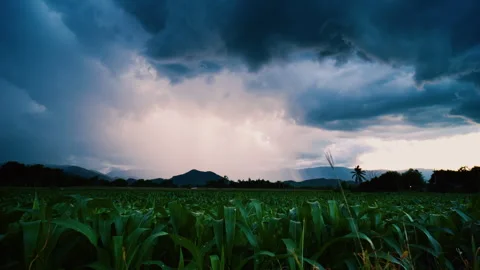 Field of corn with a stormy sky Stock Footage 276961275