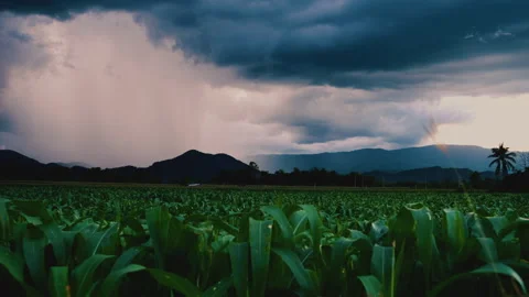 Field of corn with a stormy sky Stock Footage 277349604