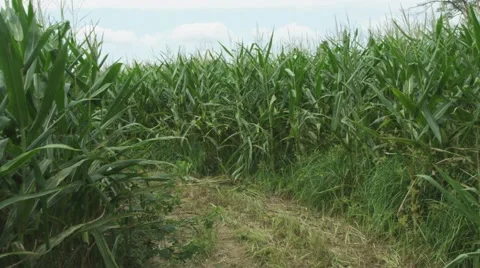FIELD OF CORN IN THE SUMMER Stock Footage 57109754