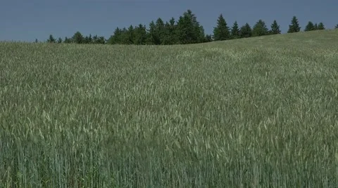 Field Corn, Summer Landscape and Forest in the background Stock Footage 47736450