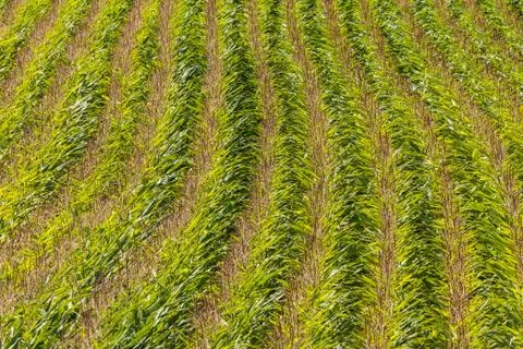 Field with corn in summer Stock-Fotos