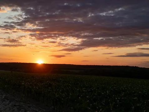 A field of corn with the sun setting in the background Stock Photos