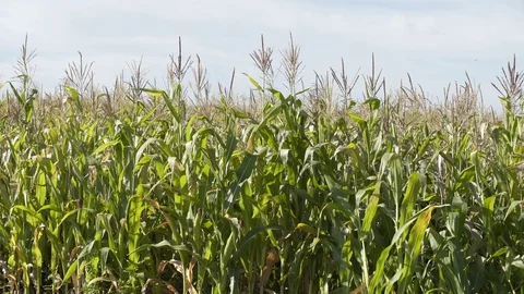 Field of a corn at sunny day. Corn Growing. Ecological Farmer, Organic Stock Footage 106453775