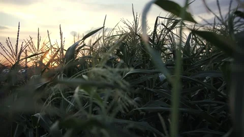 A field of corn at sunset close-up Stock Footage 221360017