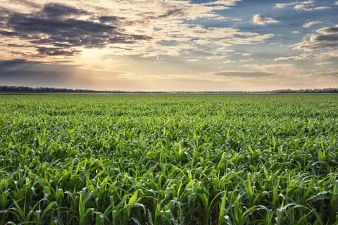 Field of corn at sunset Stock Photos
