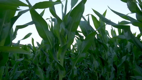 Field of corn swaying in wind, slow motion close up. Stock Footage 132194633