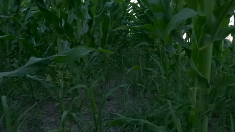 Field of corn swaying in wind, slow motion, low angle moving forward Stock Footage 132195500