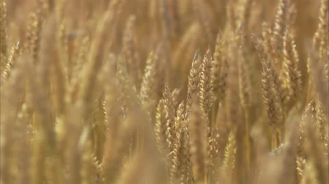 A field of corn, Sweden. Stock Footage 51821352