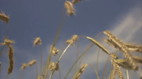 A field of corn, Sweden. Video stock 51821357