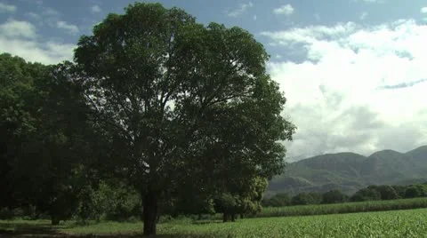 Field of Corn With Trees in Foreground Stock-Footage 19177272