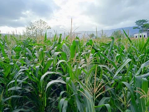 Field of corn trees in rice fields Stock Photos