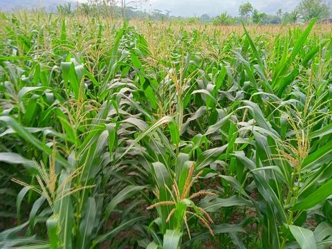 Field of corn trees in rice fields Stock Photos