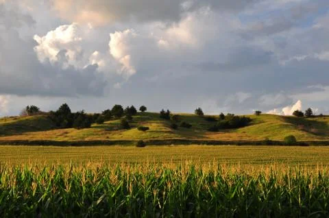 Field of corn under the sun Stock Photos