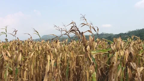 Field Of Corn Video Background - Video Footage Stock Footage 244335274