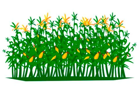 Field of corn on a white background isolated. Vector illustration Stock Illustration